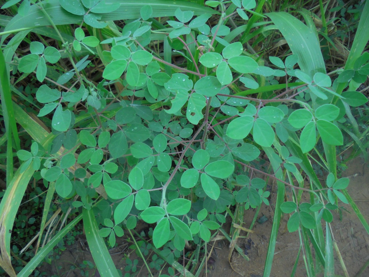 Chamaecrista absus (L.) H.S.Irwin & Barneby